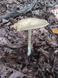 Melanoleuca alboflavida image