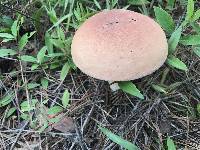Boletus pseudopinophilus image