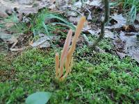 Clavaria argillacea image