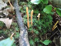 Clavaria argillacea image