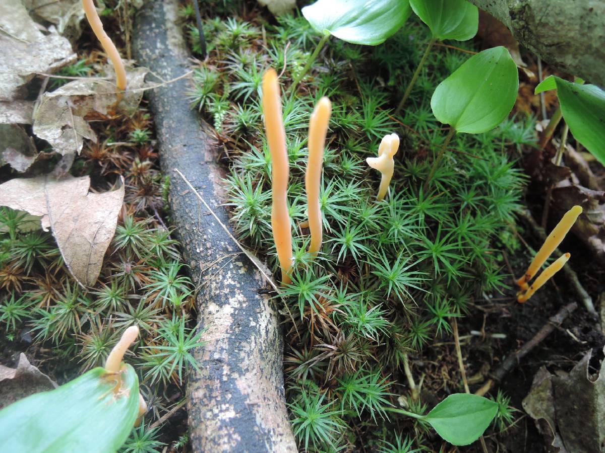 Clavaria argillacea image