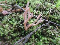 Clavaria rubicundula image