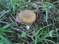 Entoloma formosum image