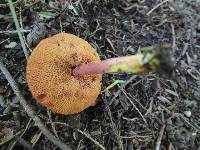 Chalciporus pseudorubinellus image