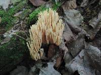 Ramaria stricta image