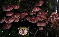 Mycena vinacea image