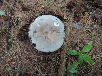 Russula modesta image