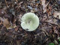 Russula aeruginea image