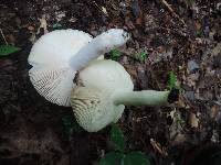 Russula aeruginea image