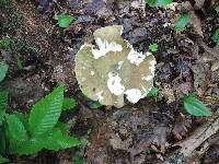 Russula variata image