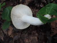 Russula variata image