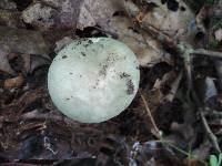 Russula aeruginea image