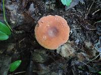 Lactifluus hygrophoroides image