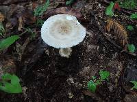 Amanita brunnescens image