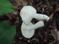 Russula aeruginea image