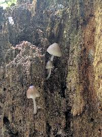 Pluteus americanus image