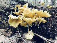 Chrysomphalina strombodes image