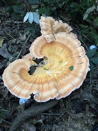 Laetiporus cincinnatus image