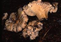 Cantharellus subalbidus image