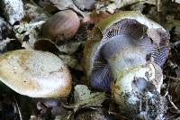 Cortinarius glaucopus image