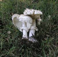 Chlorophyllum rachodes image