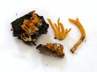 Calocera cornea image