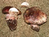 Hygrophorus purpurascens image