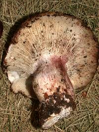 Hygrophorus purpurascens image