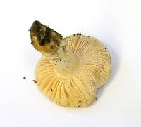 Amanita pruittii image