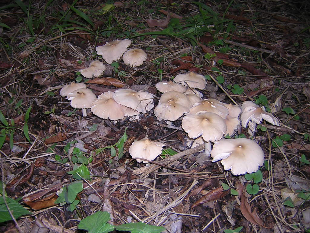 Termitomyces tylerianus image