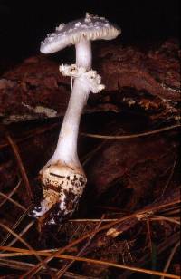 Amanita abrupta image