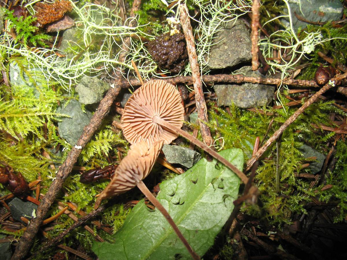 Gymnopus subpruinosus image