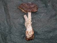 Amanita pachycolea image