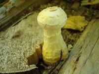 Hemipholiota populnea image