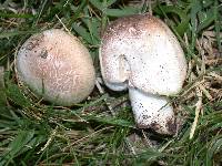 Agaricus californicus image