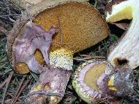 Suillus luteus image