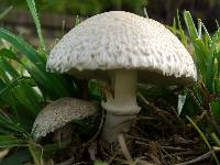 Leucoagaricus barssii image