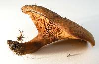Paxillus involutus image