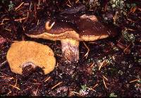 Suillus punctatipes image