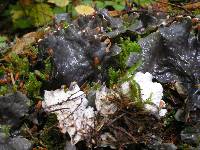 Peltigera neopolydactyla image