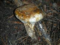 Tricholoma focale image