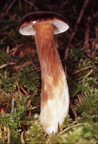 Lactarius fallax image