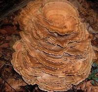 Bondarzewia berkeleyi image