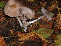 Psathyrella longistriata image