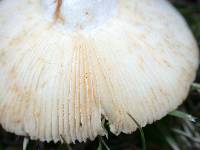 Russula versicolor image