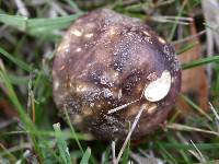 Russula versicolor image