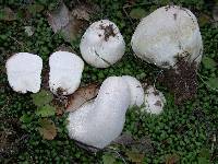 Lycoperdon pratense image