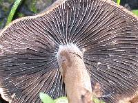 Panaeolus cinctulus image