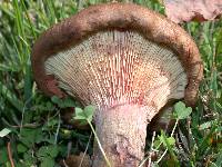 Paxillus involutus image