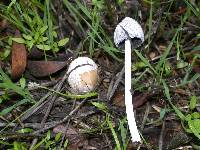 Coprinellus flocculosus image